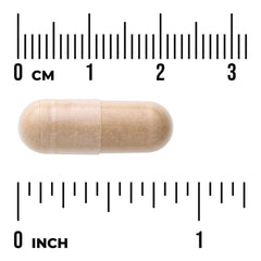 Kidney Glandular