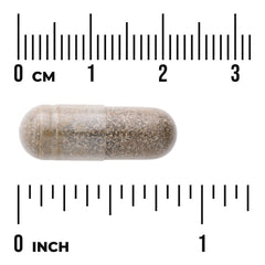 Gymnema Sylvestre Extract - Standardized