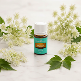 Young Living Angelica Premium Essential Oil 5ml (0.17 fl oz) — Steam Distilled, Seed to Seal Certified