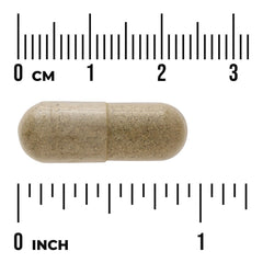 Echinacea
