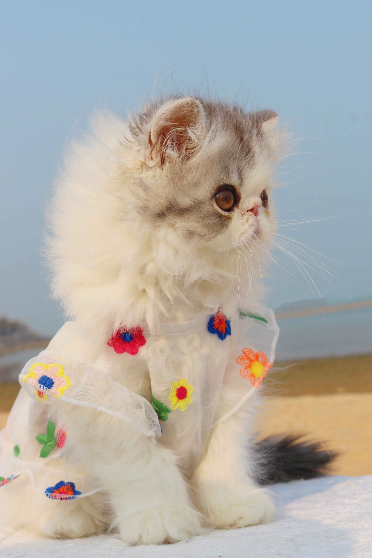 Robe pour chat avec broderie florale en maille