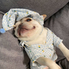 Vêtements, favoris pour chiens et chats, teddy, schnauzer