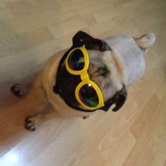 Gafas de sol plegables para perros, tamaño mediano, gafas impermeables con protección UV para mascotas