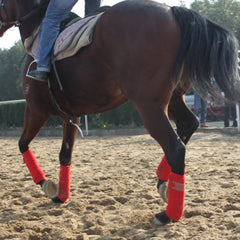 Ensemble de sangles, protections et bandages pour jambes de cheval