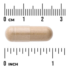 Butcher's Broom Extract - Standardized