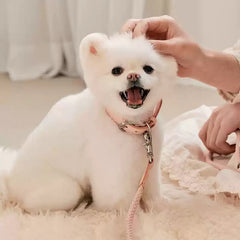 Dog Collar Leather Hand Holding Rope Dog Leash Collar Pet Small And Medium Size