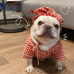 Vêtements, favoris pour chiens et chats, teddy, schnauzer