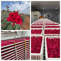Edible Dianhong Golden-edged Roses