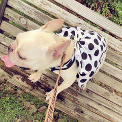 Jupe tutu noire mignonne pour chien senior