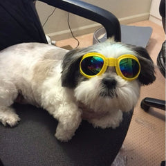 Gafas de sol plegables para perros, tamaño mediano, gafas impermeables con protección UV para mascotas