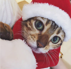 Ensemble bonnet et écharpe de Noël pour chats, chiens et petits animaux