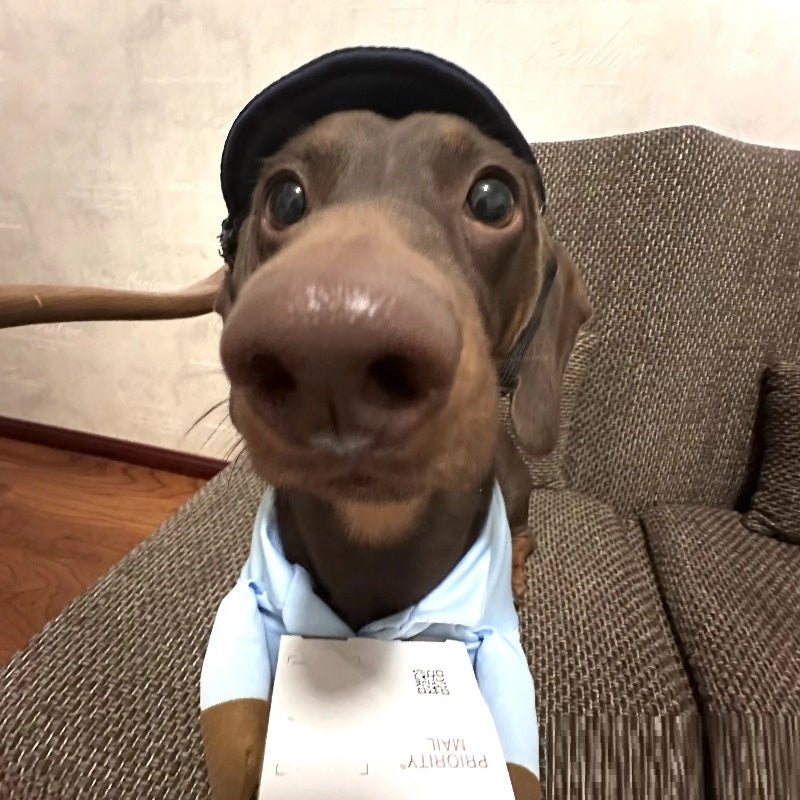 Costume pour animaux Dog Express, vêtement d’Halloween pour petit chien