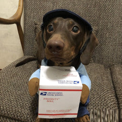 Costume pour animaux Dog Express, vêtement d’Halloween pour petit chien