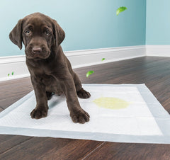 Couches jetables épaissies et absorbantes pour animaux - urine sans sensation d'humidité