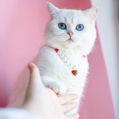Collar de amor con cuentas para gatos