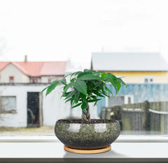 8 Inch Glazed Ceramic Bonsai Pot with Drainage Hole and Bamboo Saucer for Succulents, Indoor Plants