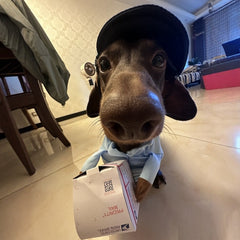 Costume pour animaux Dog Express, vêtement d’Halloween pour petit chien