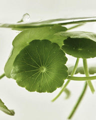 [Beauty of Joseon] Centella Asiatica Calming Mask 25ml X 10ea