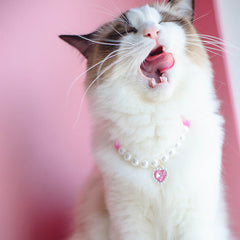Collar de amor con cuentas para gatos