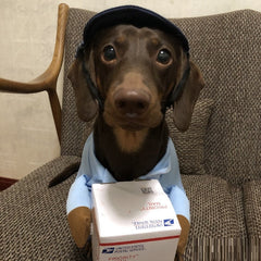 Costume pour animaux Dog Express, vêtement d’Halloween pour petit chien