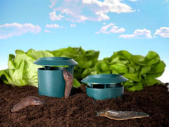 Piège à escargots pour potager