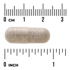 Sea Cucumber