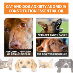 Pet Cat And Dog Diet Care To Enhance Physical Fitness And Nutritional Supplements